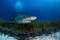 Lemon Shark playing the field at Tiger Beach - Bahamas by Steven Anderson 